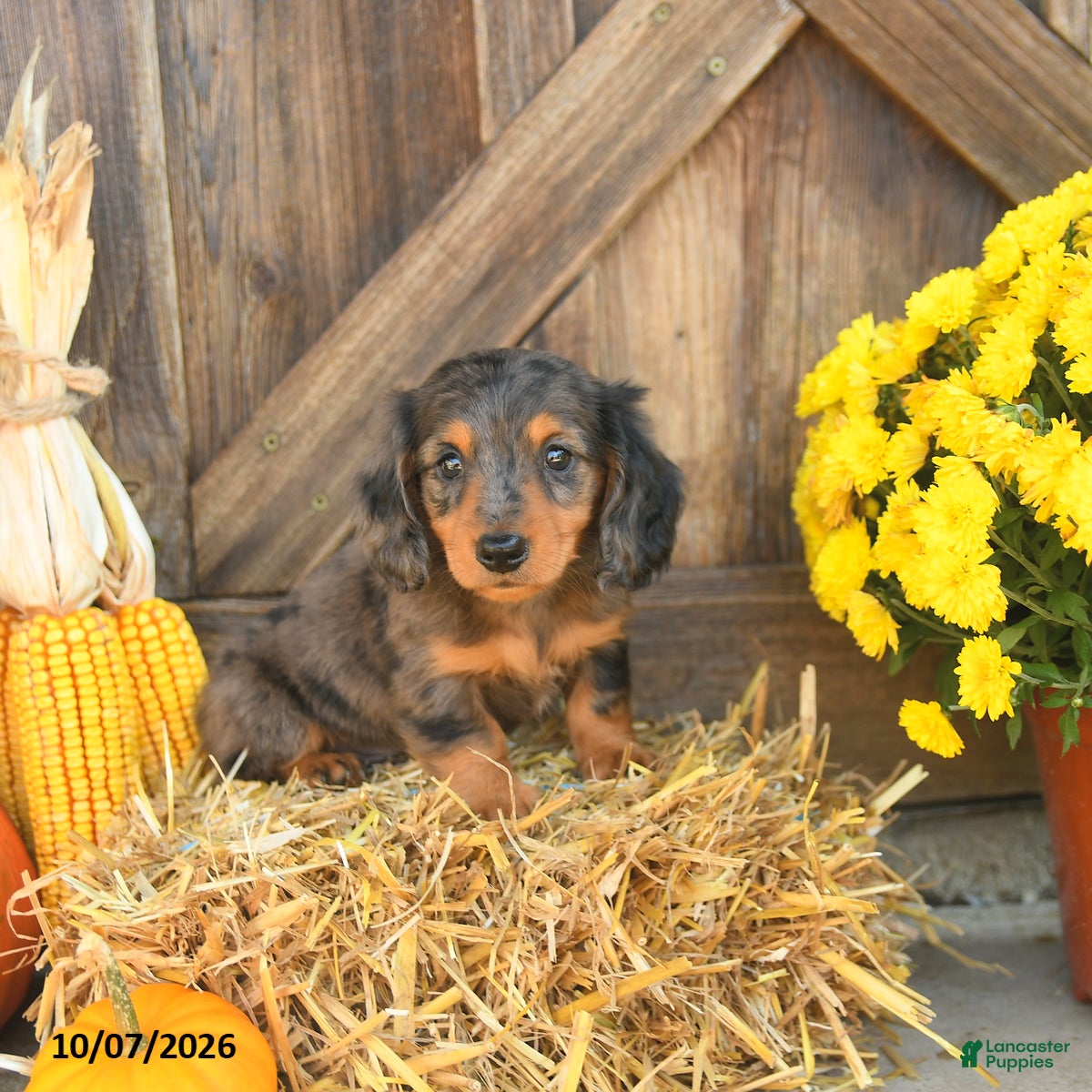 Jacks (Dachshund, Male) in Narvon, PA