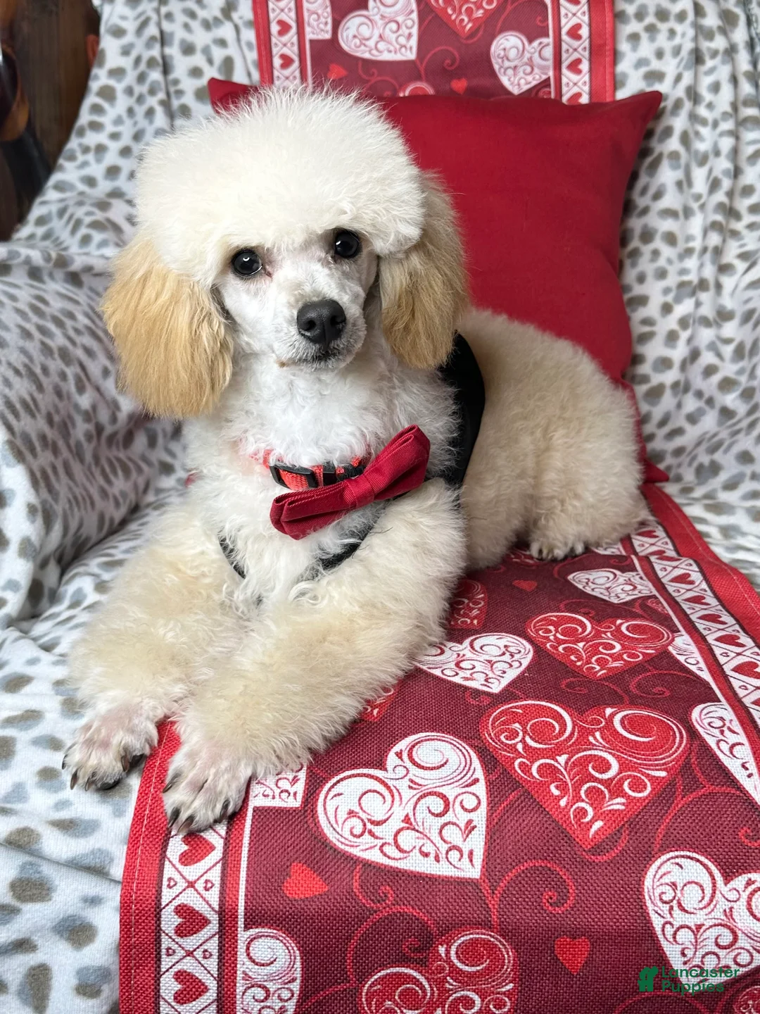 Toy Poodle dogs for sale: Yodel  - Ad 6