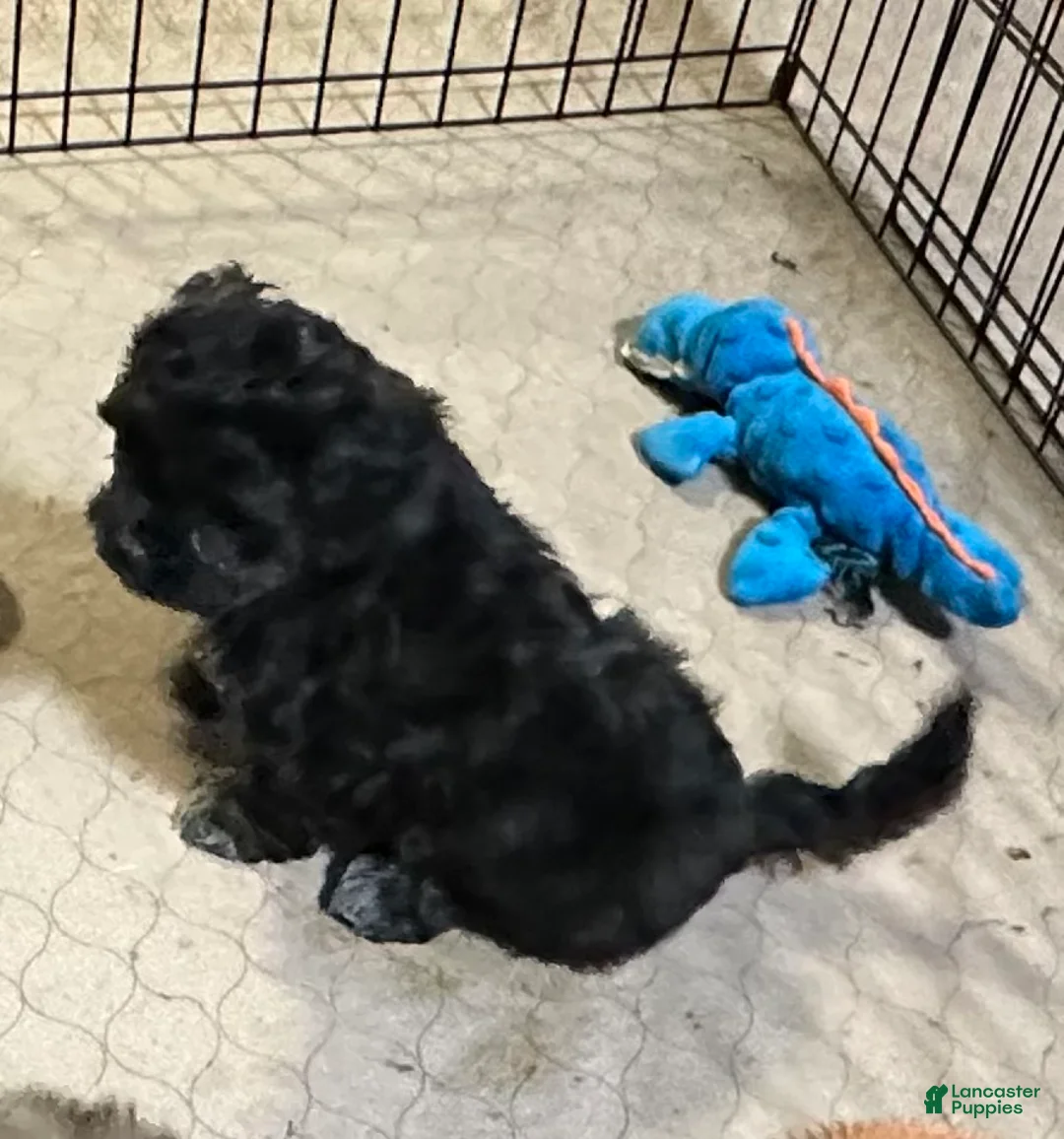 Shihpoo dogs for sale: Shihpoo Puppy 3 - Ad 44