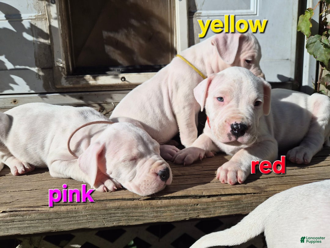 Dogo Argentino dogs for sale: Dogo Argentino Puppy 1 - Ad 3