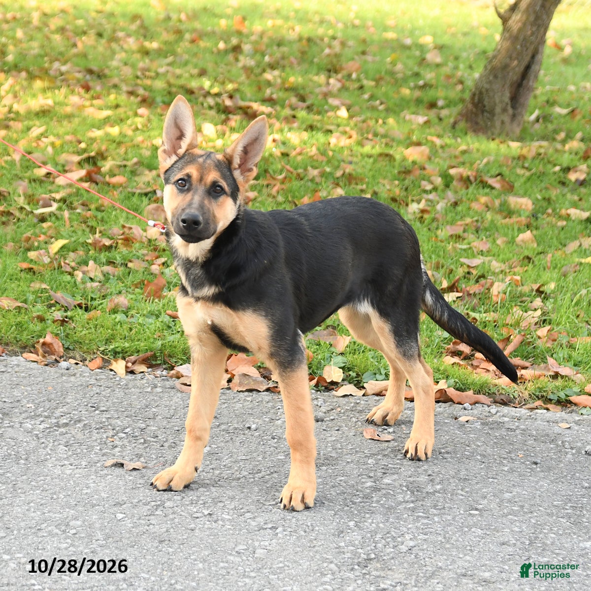 German Shepherd dogs for sale: Noelle - Ad 2
