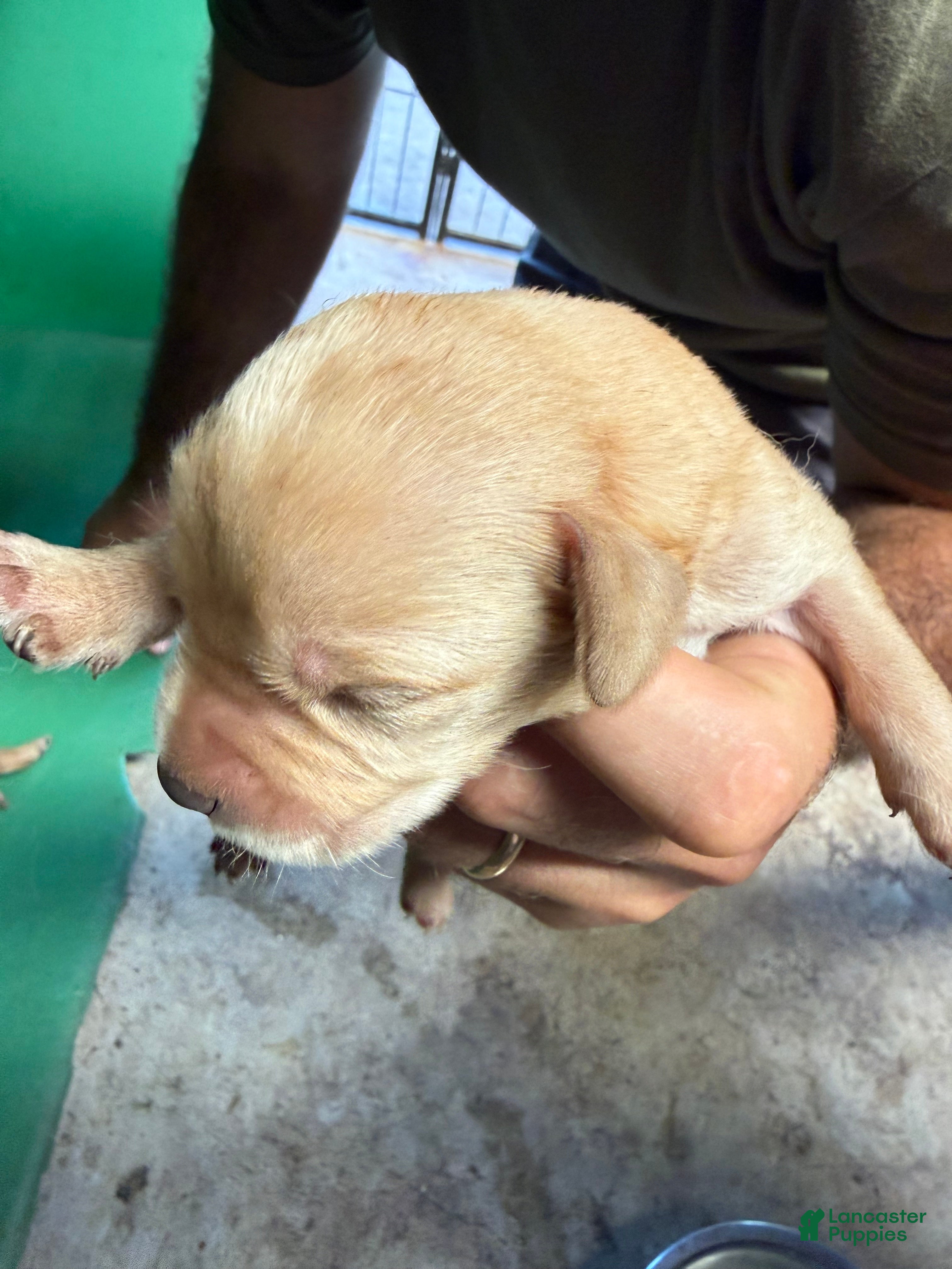 Labrador Retriever dogs Labrador Retriever 12 - Ad 9
