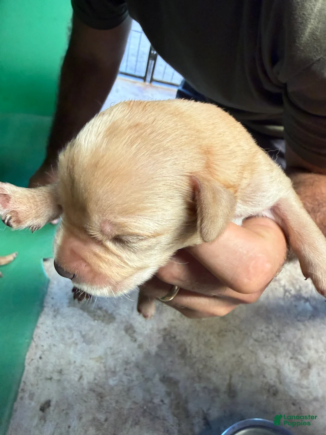 Labrador Retriever dogs for sale: Labrador Retriever 12 - Ad 1