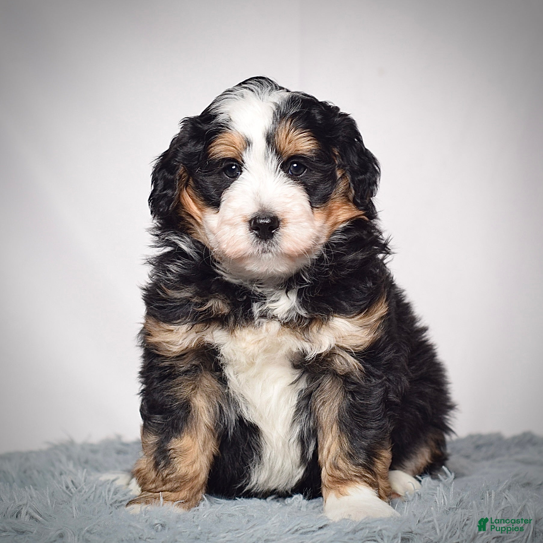 Mini Bernedoodle dogs Willson  - Ad 2