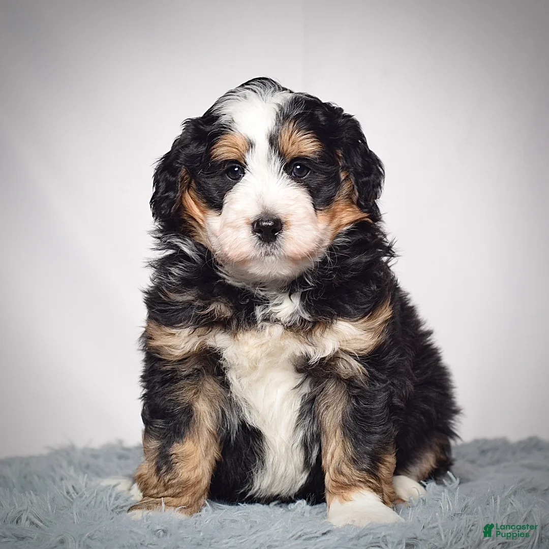 Mini Bernedoodle dogs for sale: Mini Bernedoodle Puppy 2 - Ad 2