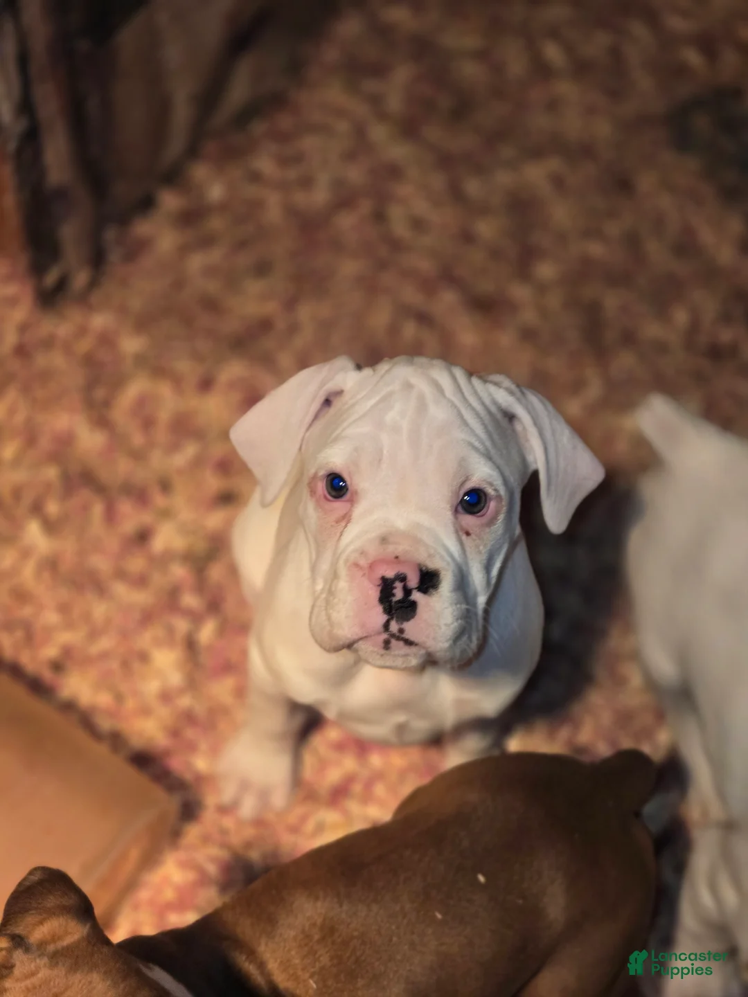 Boxer dogs for sale: Sam - Ad 12