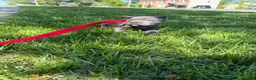 Cane Corso dogs for sale: Cane Corso Puppy 1 - Ad 3