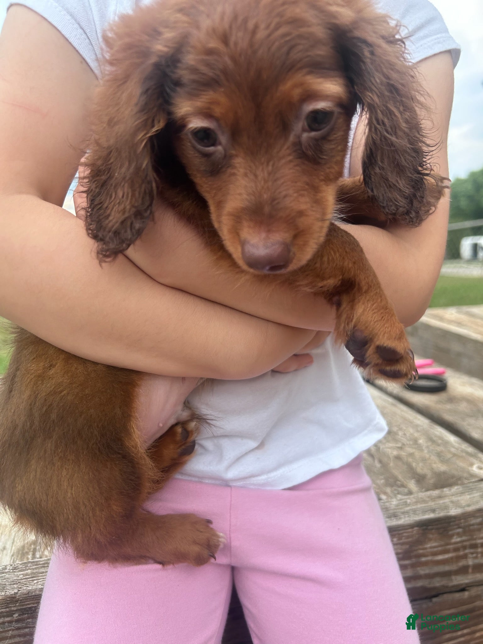 Dachshund dogs Boy 1  - Ad 33