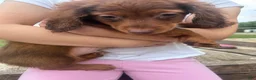 Dachshund dogs for sale: Boy 1  - Ad 1