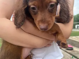 Dachshund dogs Boy 1 - Ad 33