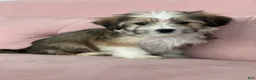 Havanese dogs for sale: Simon - Ad 4