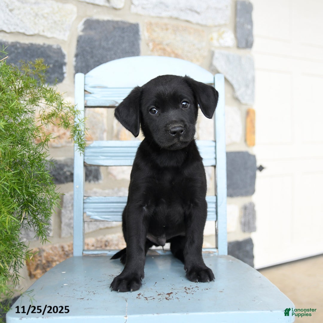 Labrador Retriever dogs for sale: Cola - Ad 5