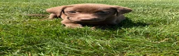 Labrador Retriever dogs for sale: Cassidy - Ad 4