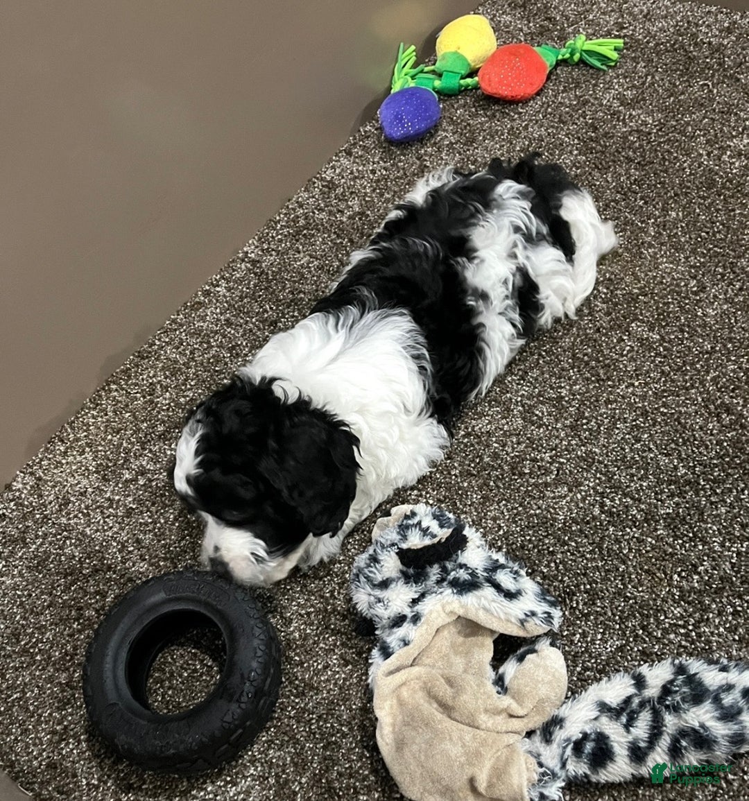 Cockapoo dogs for sale: Milo - Ad 3