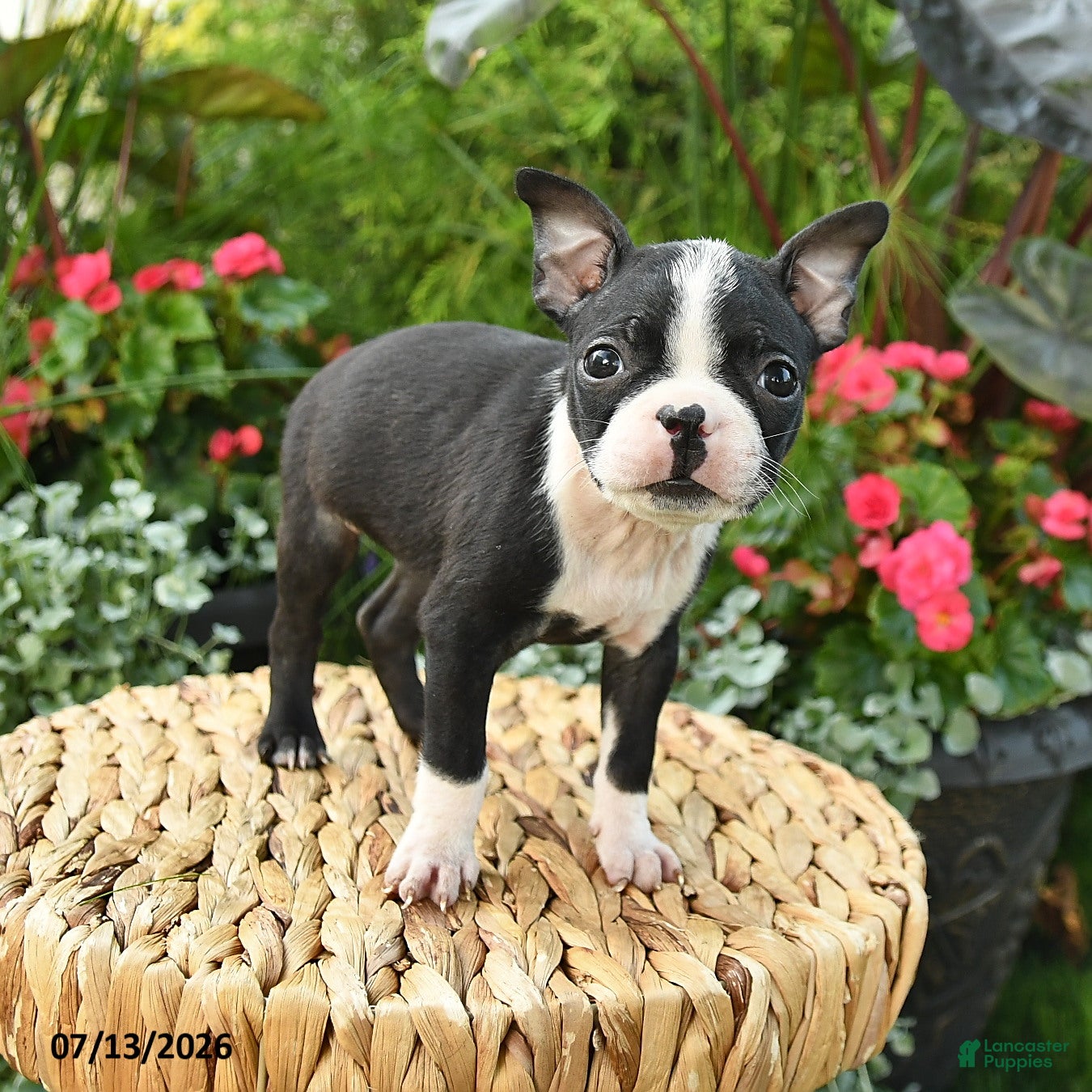 Boston Terrier dogs Bianca - Ad 1