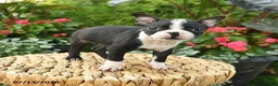 Boston Terrier dogs for sale: Bianca - Ad 1