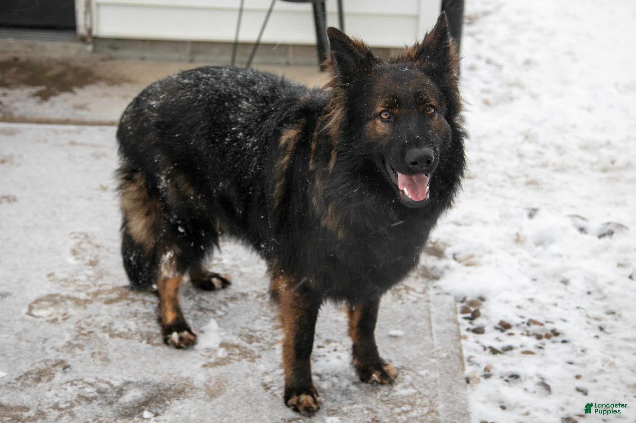 German Shepherd dogs Cersi - Ad 25