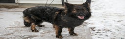 German Shepherd dogs for sale: Cersi - Ad 1