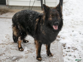 German Shepherd dogs Cersi - Ad 18