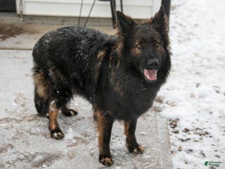 German Shepherd dogs Cersi - Ad 33
