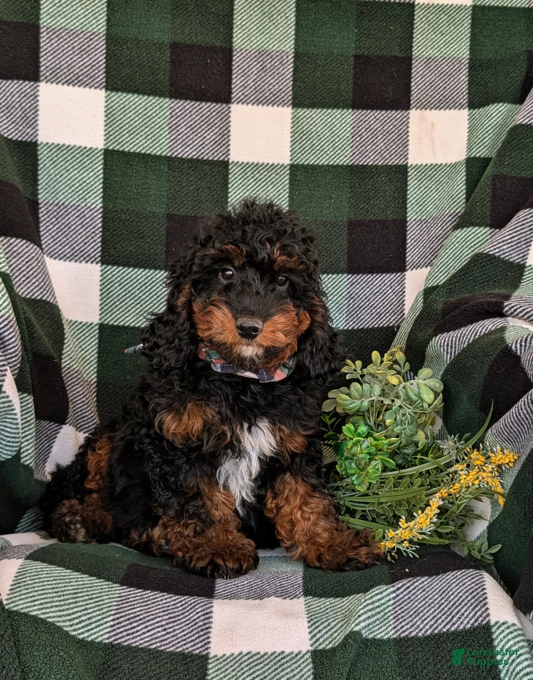 Mini Goldendoodle dogs for sale: Clifford Hypoallergenic - Ad 1