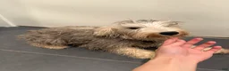 Miniature Schnauzer dogs for sale: Miniature Schnauzer Puppy 1 - Ad 2