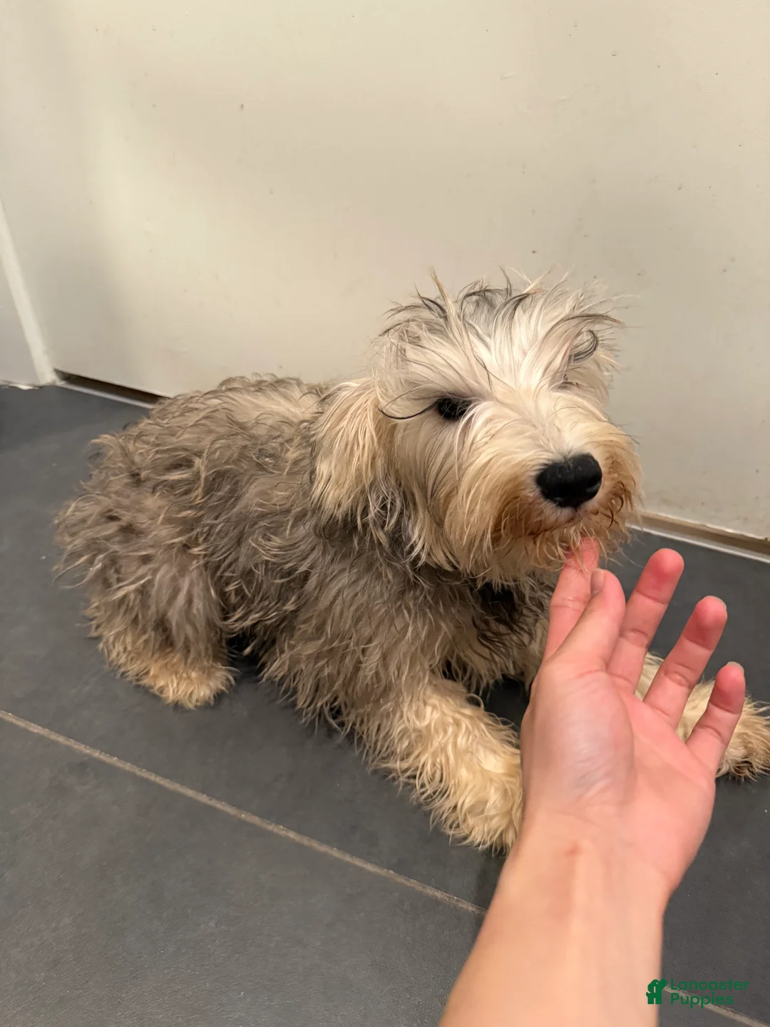 Miniature Schnauzer dogs for sale: Miniature Schnauzer Puppy 1 - Ad 2