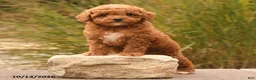 Toy Poodle dogs for sale: Sugar - Ad 4