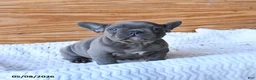 French Bulldog dogs for sale: Hope - Ad 3