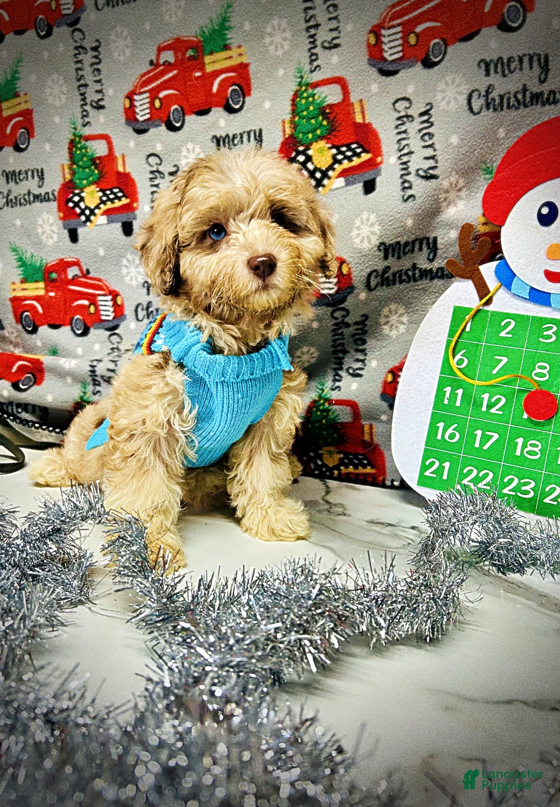 Havapoo dogs Willow - Ad 2