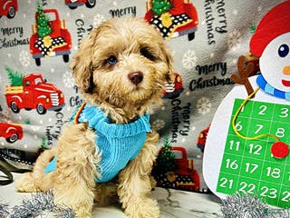 Havapoo dogs Willow - Ad 34