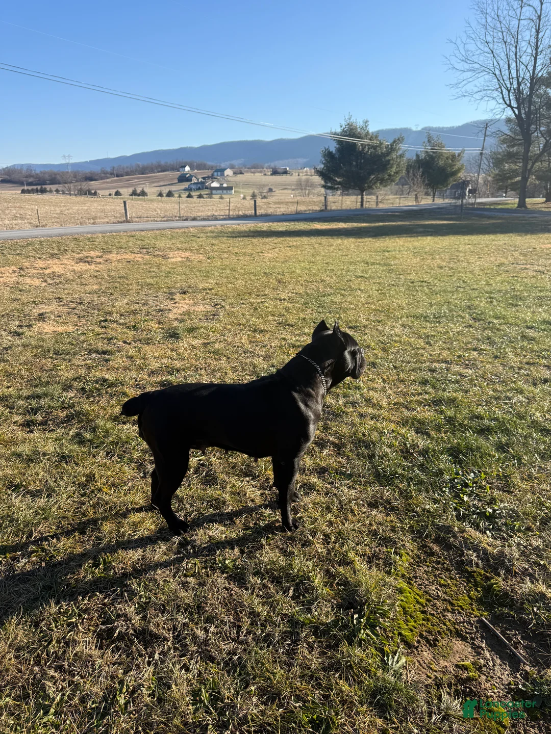 Cane Corso dogs for sale: Cane Corso Puppy 1 - Ad 3