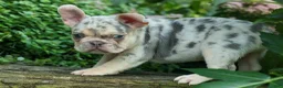 French Bulldog dogs for sale: Spencer 🐾 - Ad 6