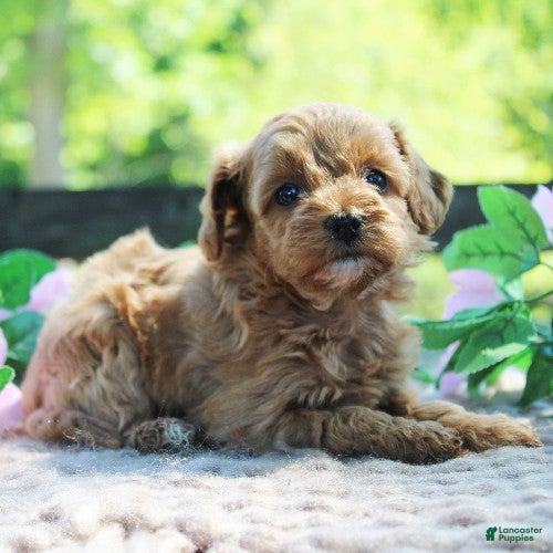 Cavapoo dogs Dolly - Ad 1