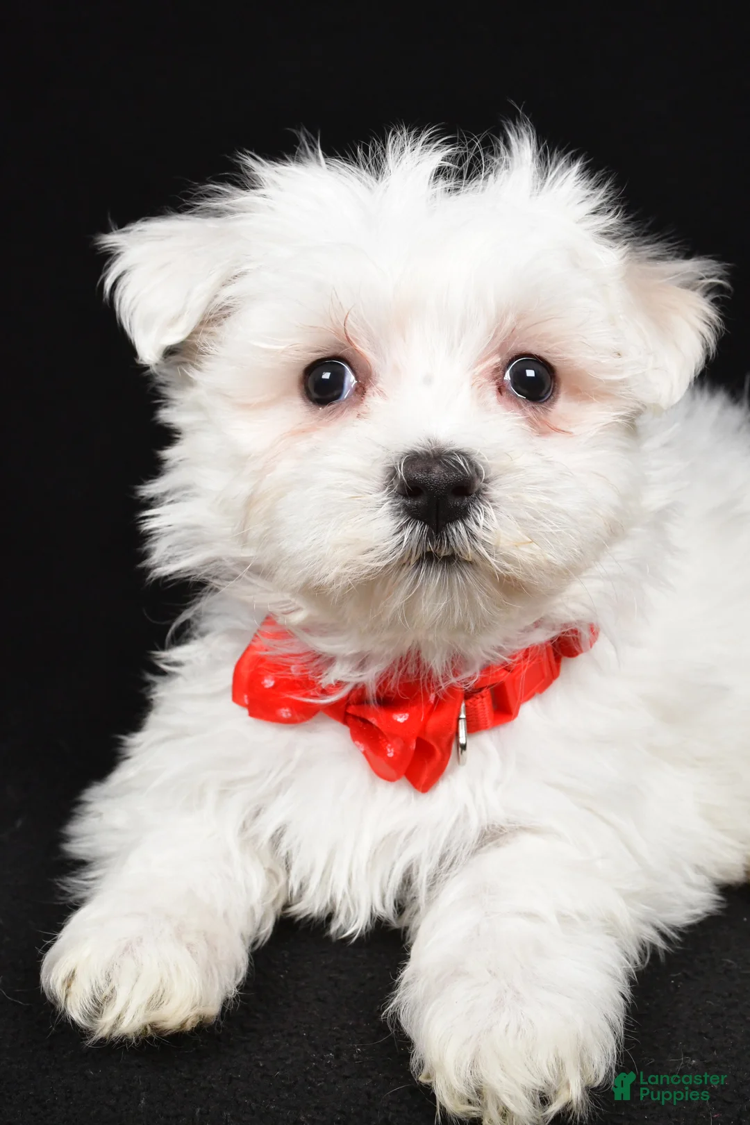 Maltese dogs for sale: Mason - Ad 5