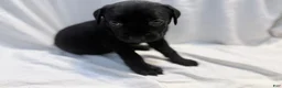 Cane Corso dogs for sale: Dean AKC green collar - Ad 24