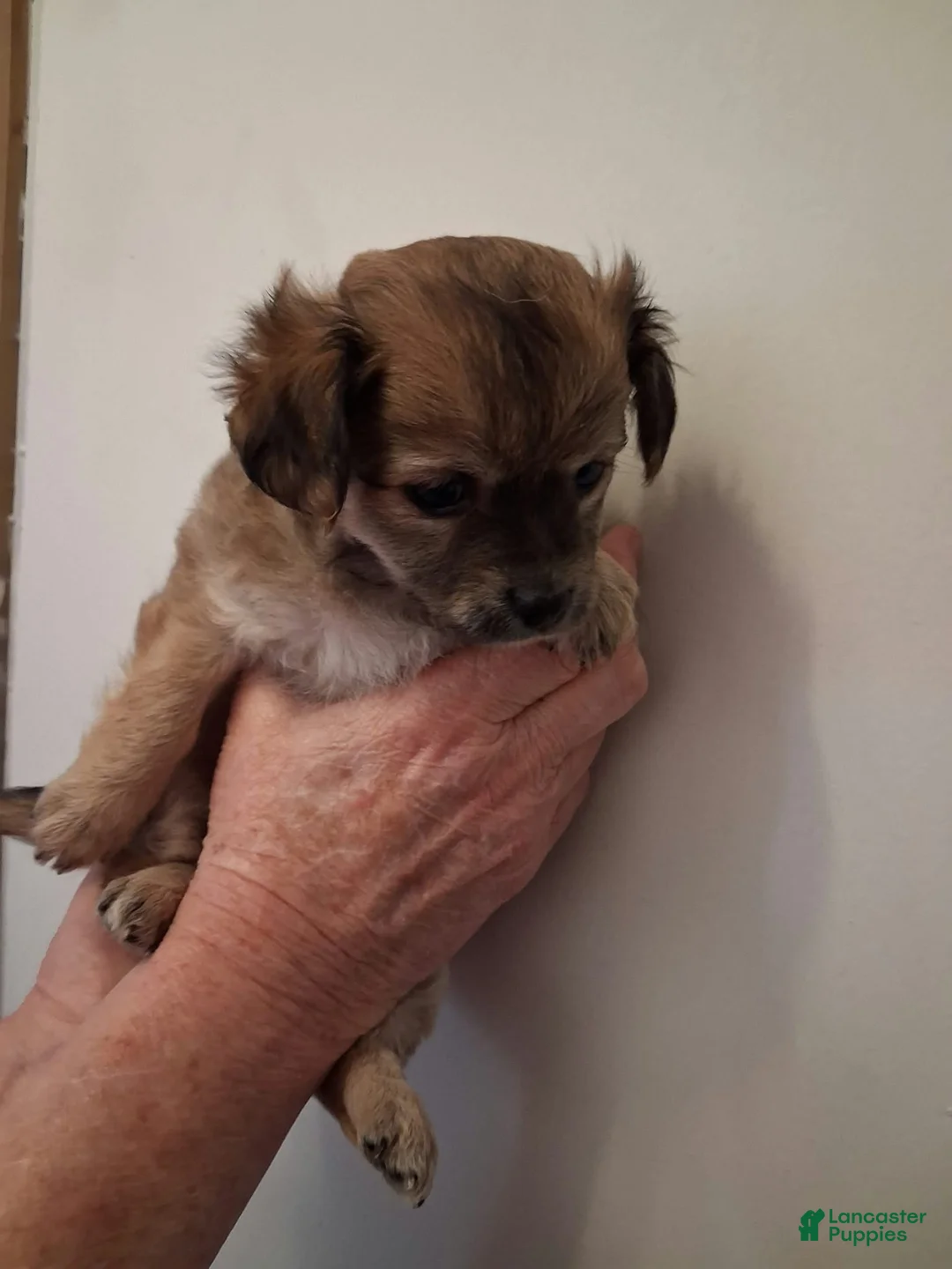 Chipoo dogs for sale: Chipoo 4 - Ad 1
