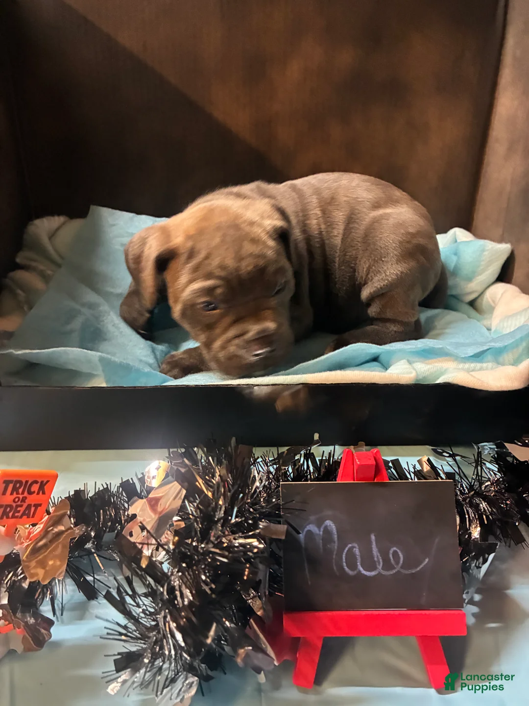 Cane Corso dogs for sale: Cane Corso 8 - Ad 2