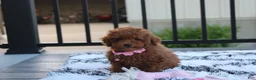 Miniature Poodle dogs for sale: Sasha  - Ad 6