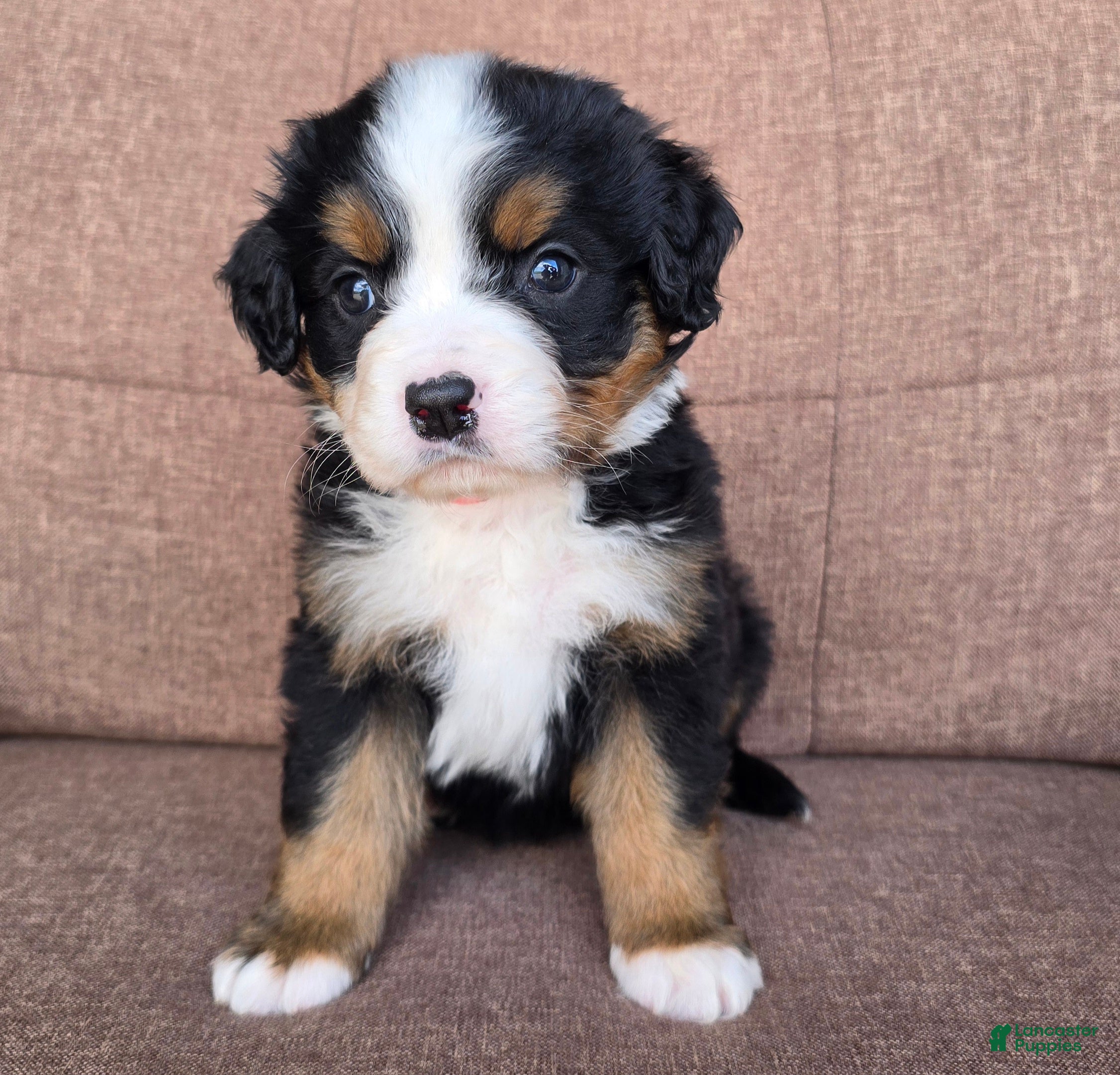 Miniature Bernese Mountain Dog dogs Bellini - Ad 2
