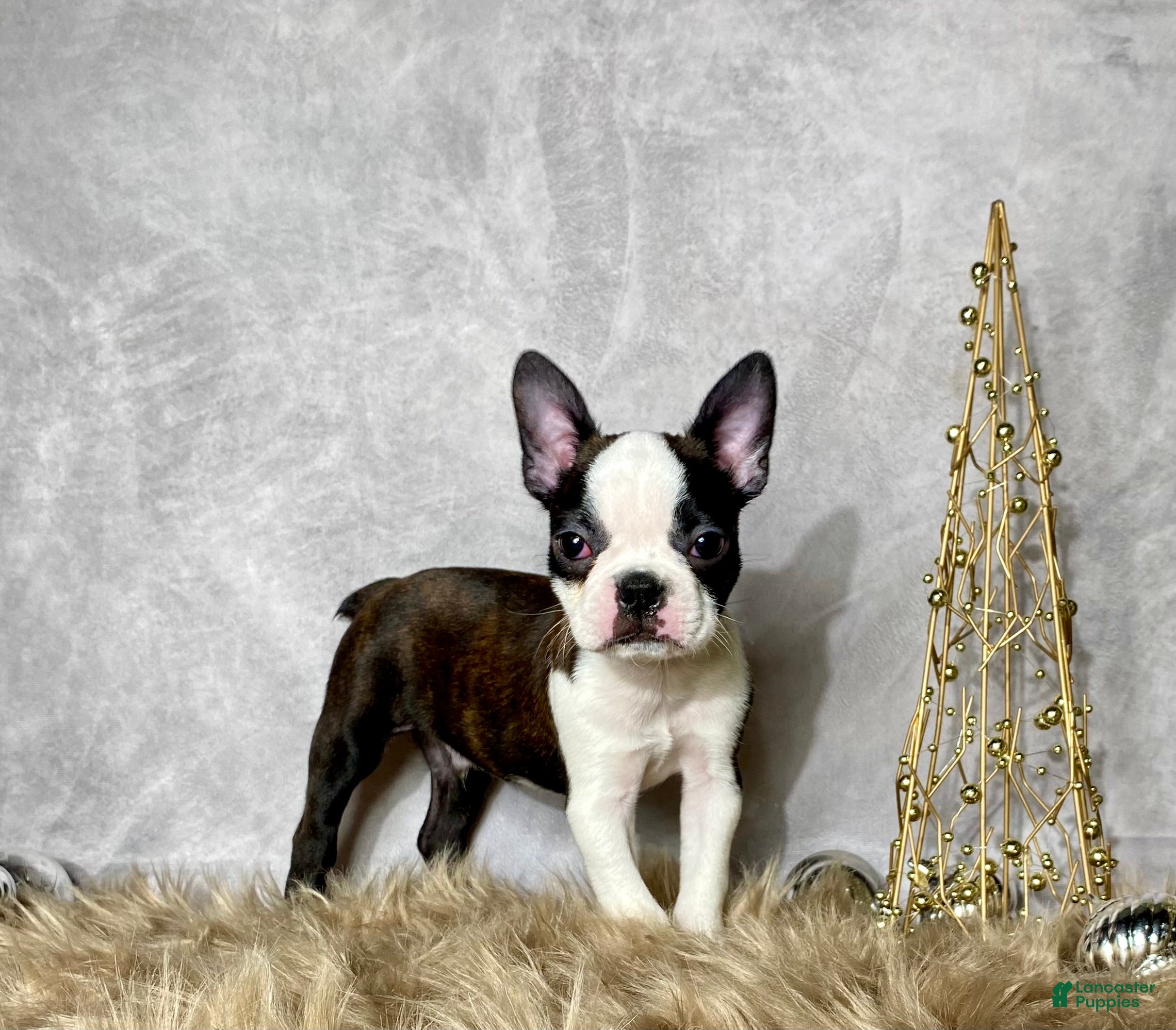 Boston Terrier dogs Mr. Ace - Ad 26
