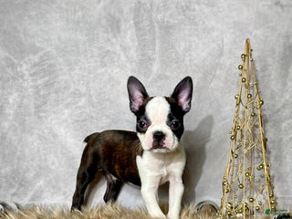 Boston Terrier dogs Mr. Ace - Ad 7