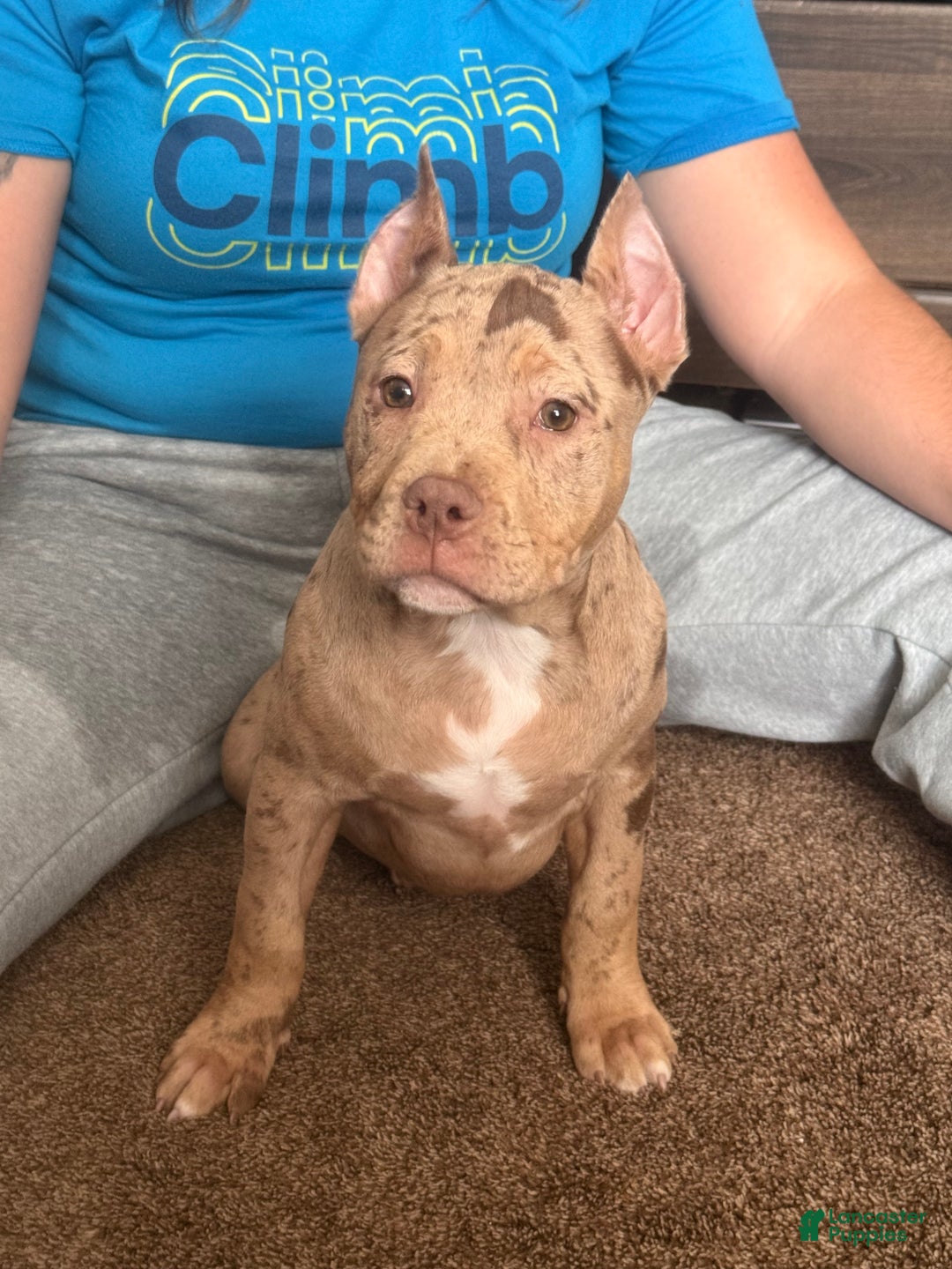 American Bully dogs for sale: Stormy - Ad 1