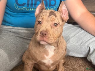 American Bully dogs Stormy - Ad 26