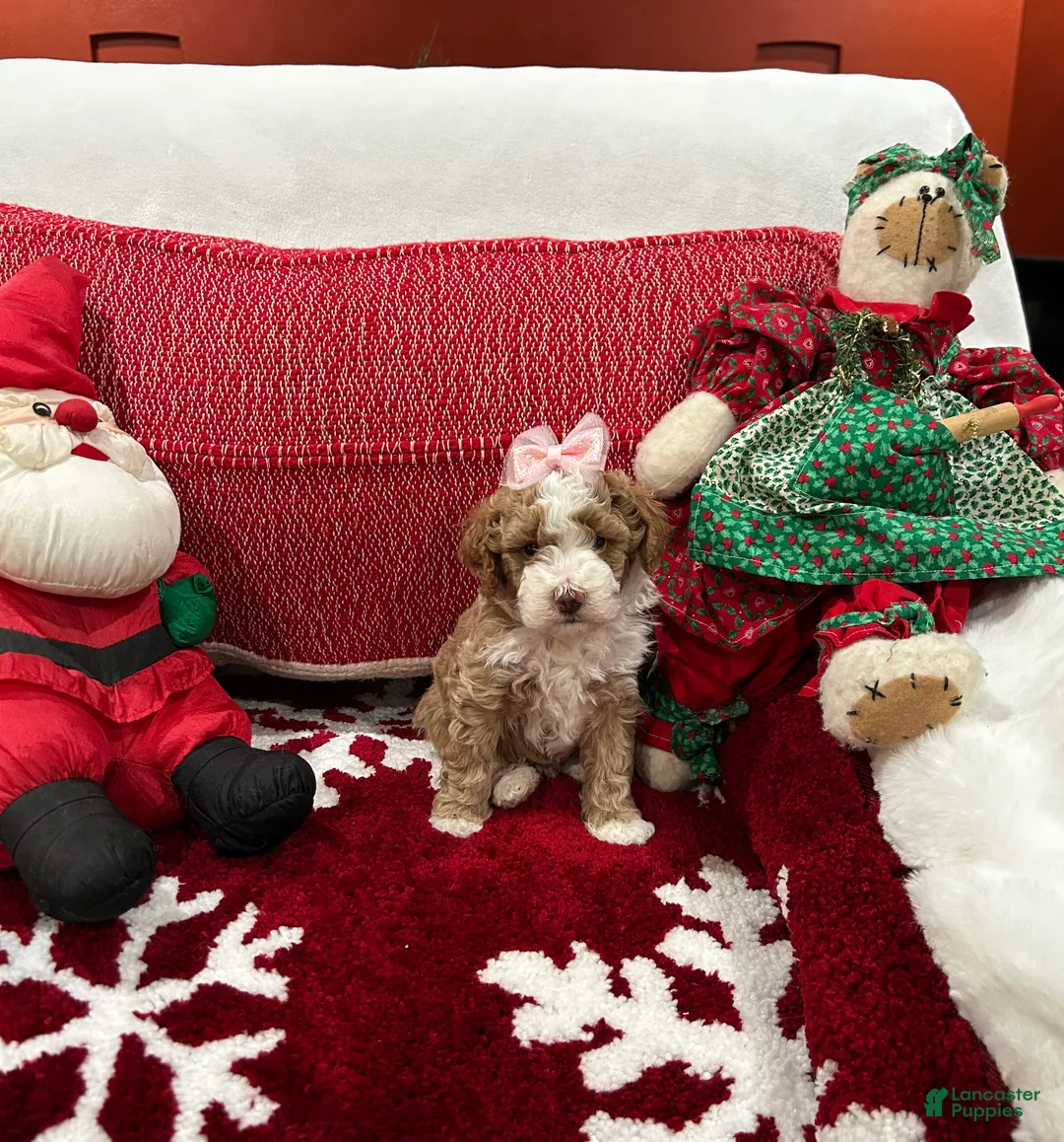 Mini Goldendoodle dogs for sale: Petite Mini Goldendoodle Babydoll - Ad 1