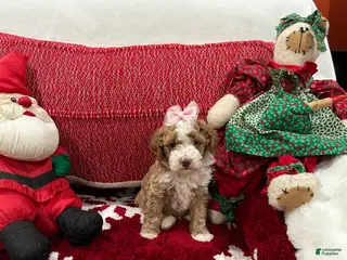 Mini Goldendoodle dogs Petite Mini Goldendoodle Babydoll - Ad 1