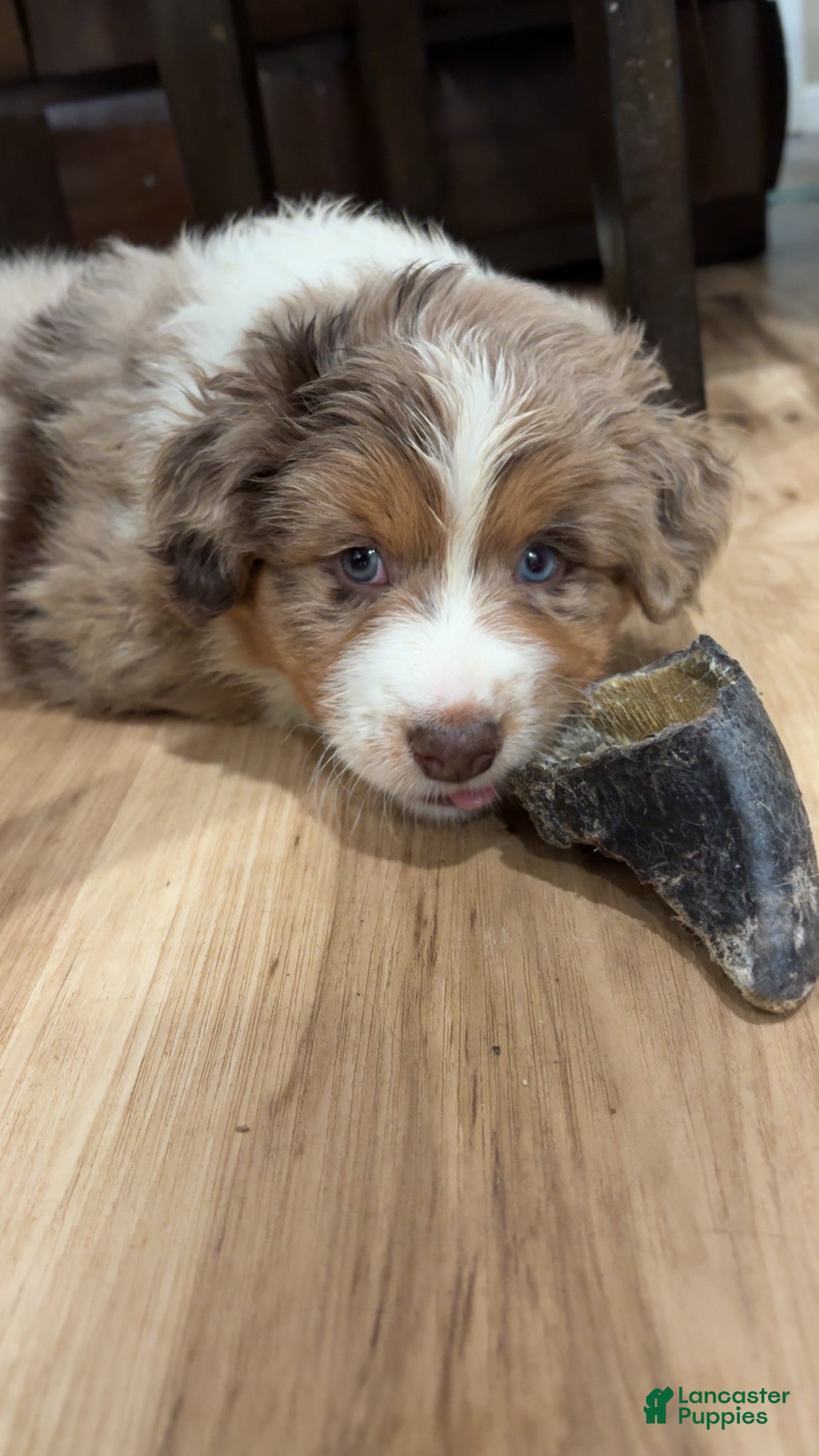 Australian Shepherd dogs Australian Shepherd Puppy 2 - Ad 20