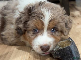 Australian Shepherd dogs Australian Shepherd Puppy 2 - Ad 31