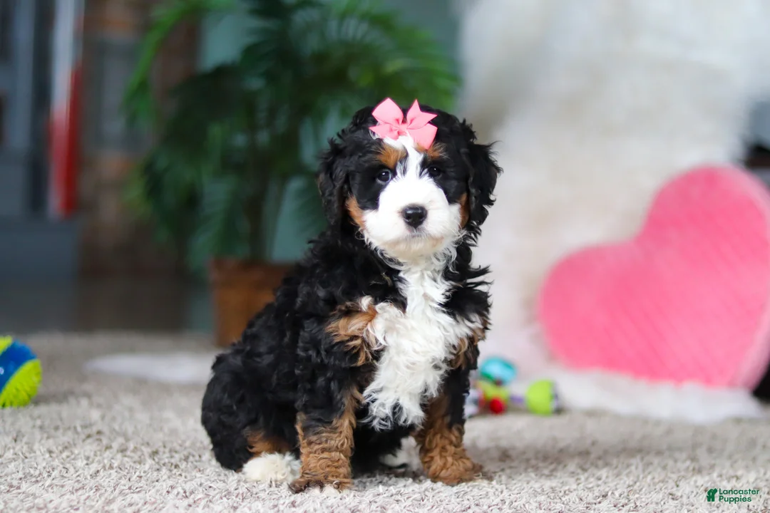 Mini Bernedoodle dogs for sale: Opal - Ad 5