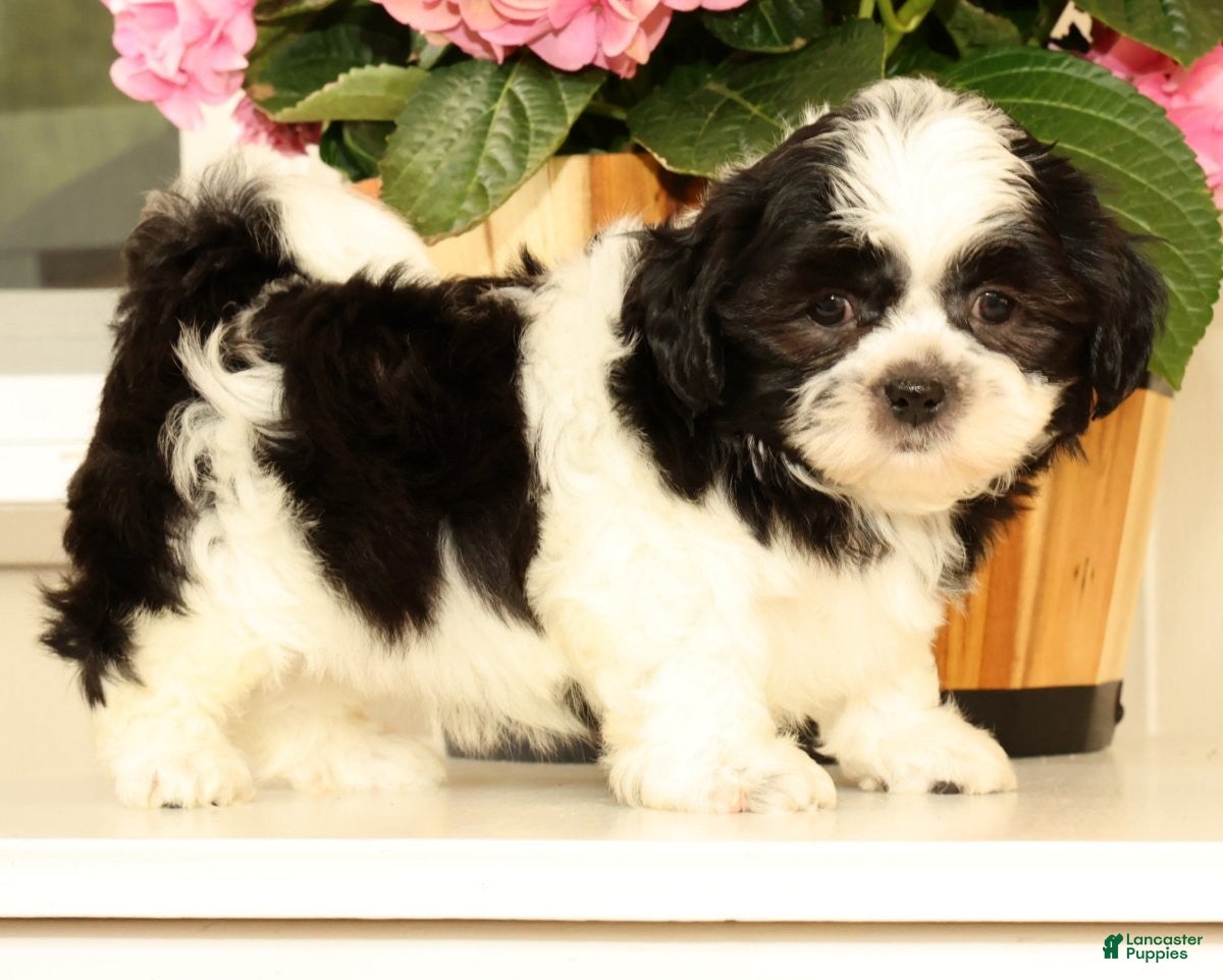 Malshi dogs for sale: Max - Ad 4